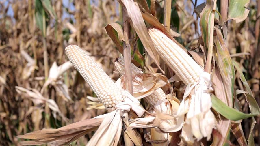 National Mining Corporation PLC – Ethio AC Maize BS2 2